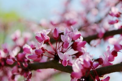 Cercis canadensis 'Forest Pansy' - zmarlika kanadská - květy